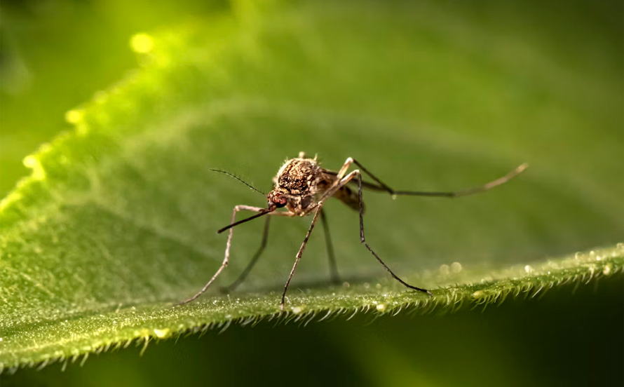 West Nile, nuove misure contro le zanzare: trattamenti obbligatori nelle aree verdi con eventi serali